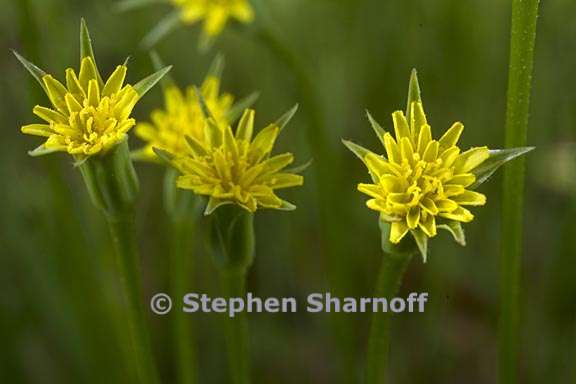 uropappus lindleyi 6 graphic